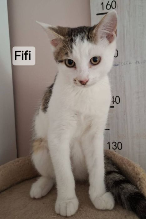 Fifi ,kocurek szuka odpowiedzialnego,kochającego domku.