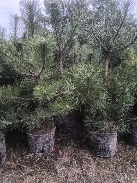 Sosna czarna pinus nigra 80-100 cm