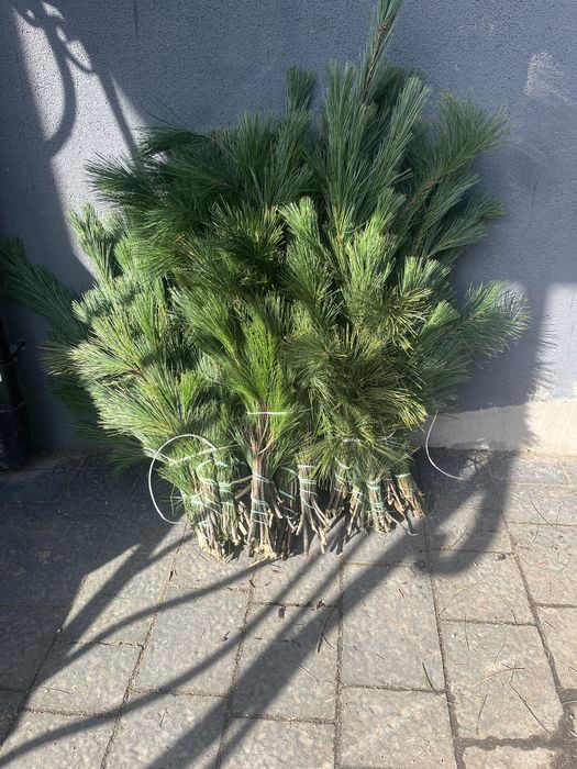 Gałęzie jodłowe !Stroisz jodłowy