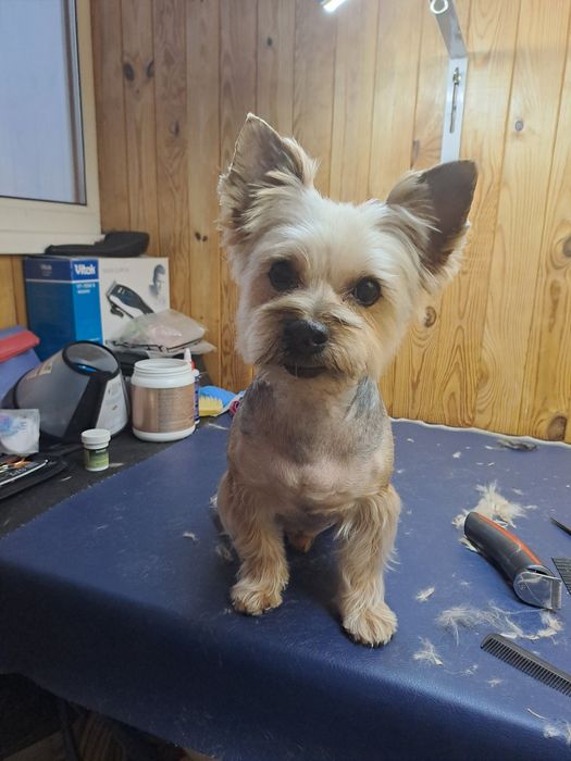 Вязка йорка, стандарт