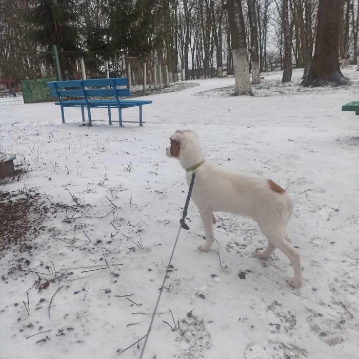 Собачка у добрі руки