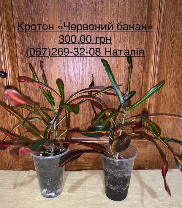 Кротон. Кодієум. Кротон види