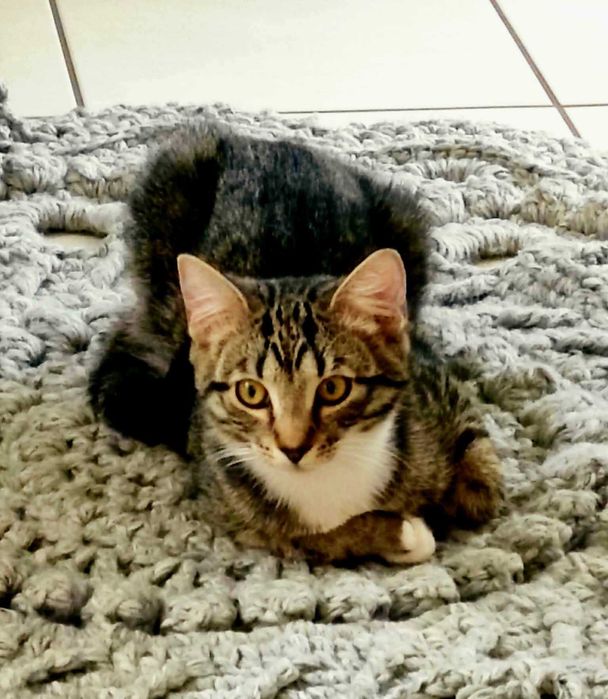 Uratowane Bezdomniaki - szukamy domów - Amber i Łatka !