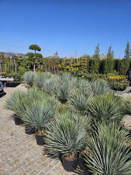 Laurowisnia On Fire,Nowita, Drzewa oliwne, Yucca rostrara