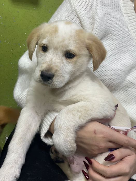 Bebés porte médio para adoção responsável