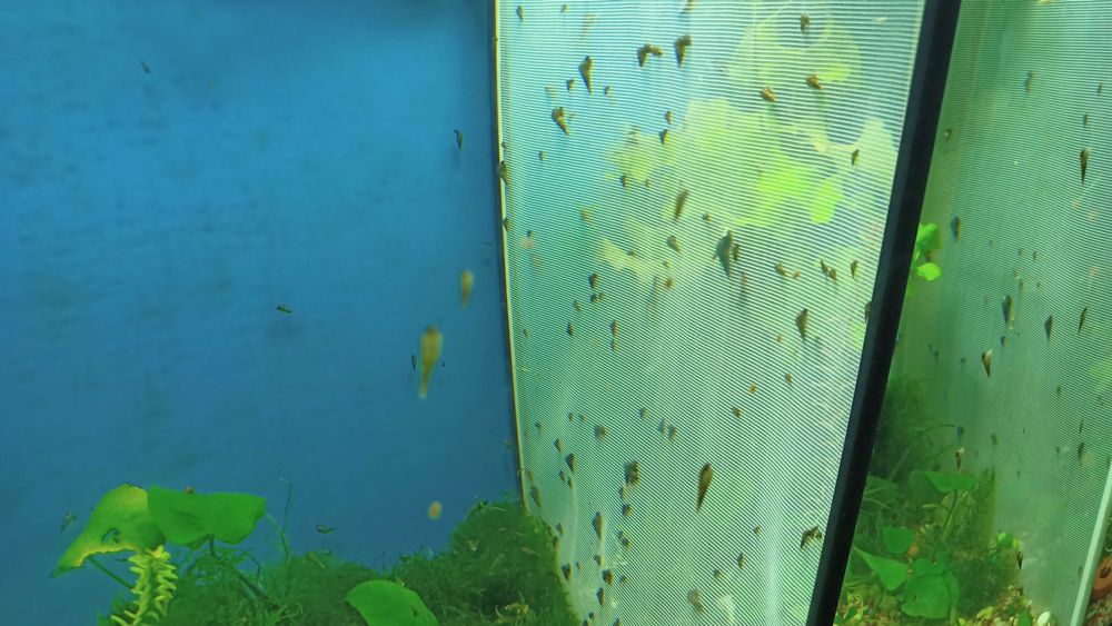 Caracóis búzios Trombeta Melanoides Tuberculata