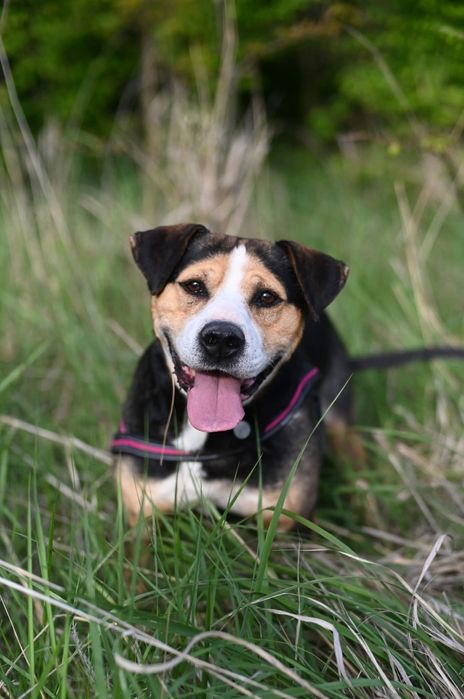 Kochający psiak w typie Ttb czeka na swoj dom