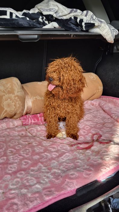 Той пудель вязка.