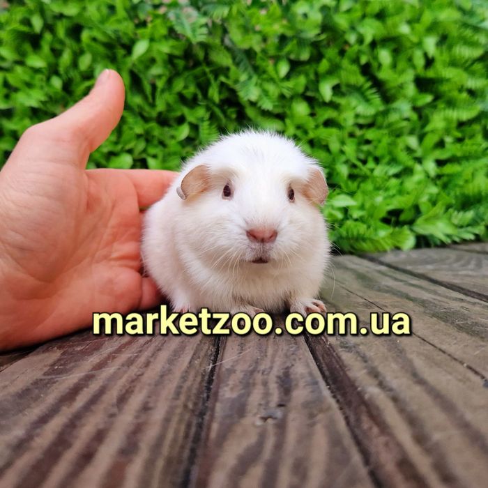 Морская морська свинка морские морські свинки