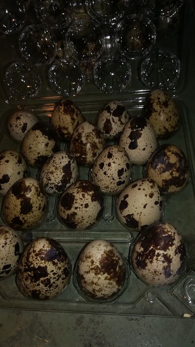 Świeże jajka przepiórki faraon