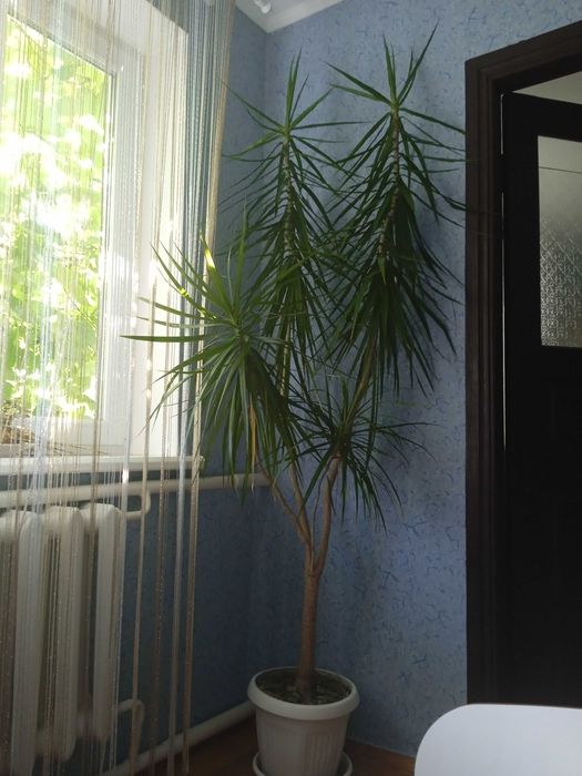 Драцена  висотою 2,5 м.