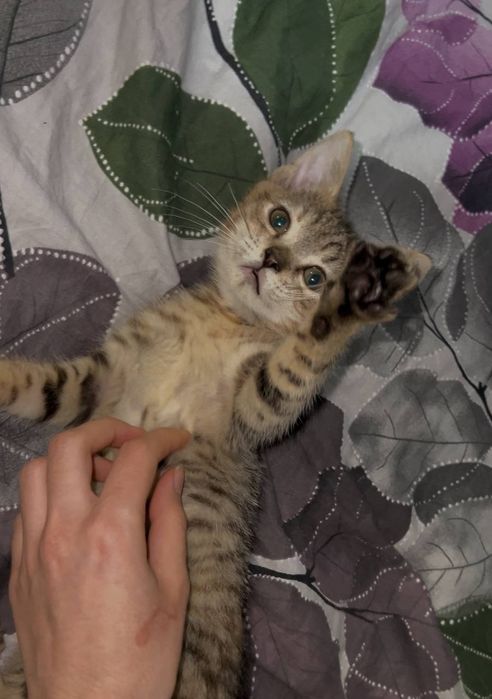 Кошеня СІМБА дівчинка 4 місяці