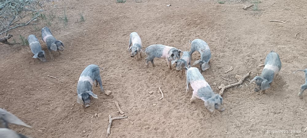 Porcos e Leitões Bisaro