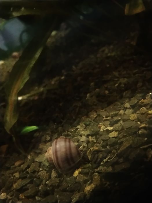 Ślimak do akwarium
