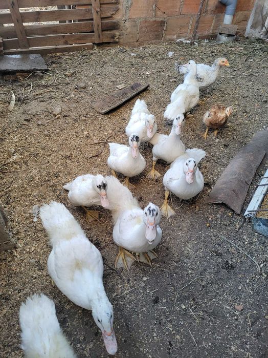 Animais perus vendo 2femeas  uma pata femea e 6 patosnovos