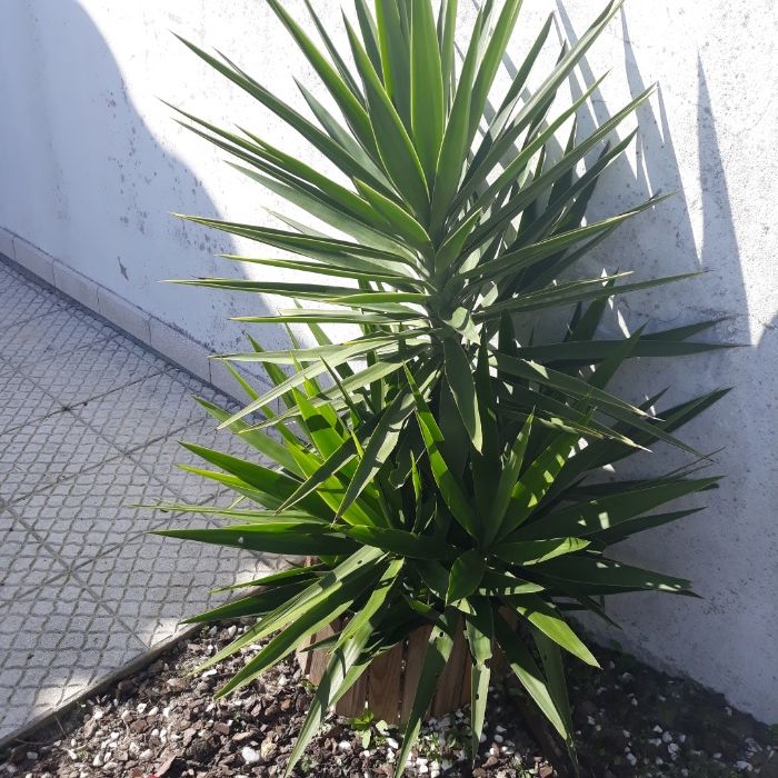 Palmeira / planta yuca elefante