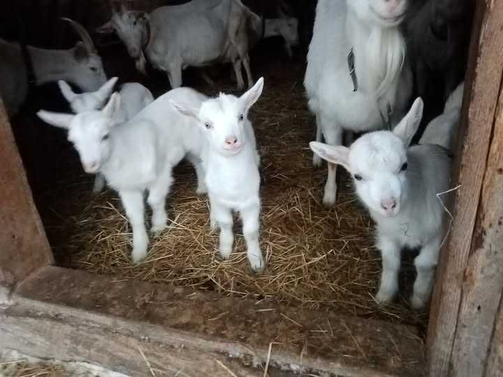 Sprzedam małe kózki po koźle saanenskim