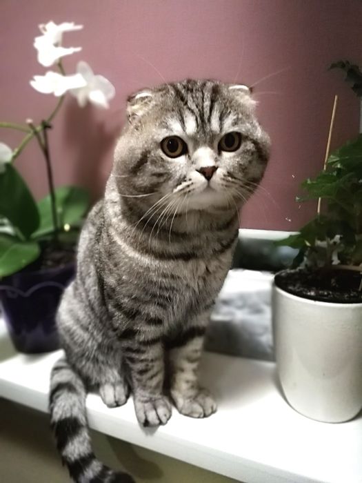 Шотландский кот приглашает на вязку