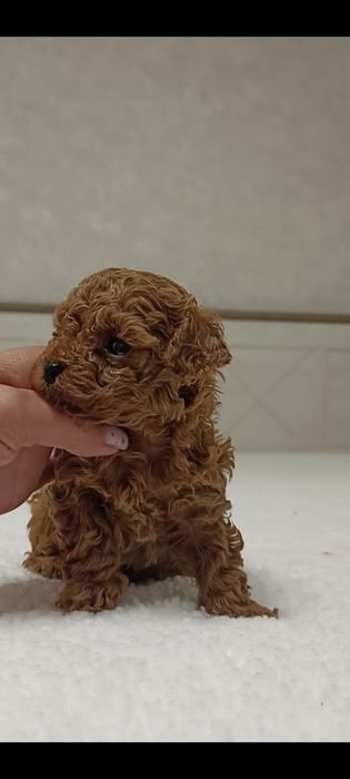 Редбраун бейбіфейс дівчатка