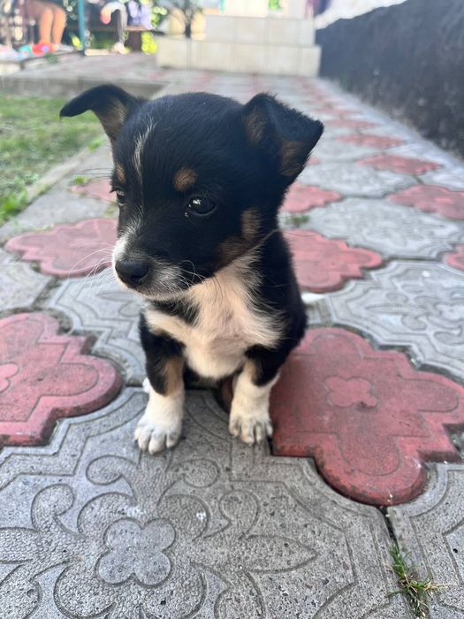 Цуценятко дівчинка