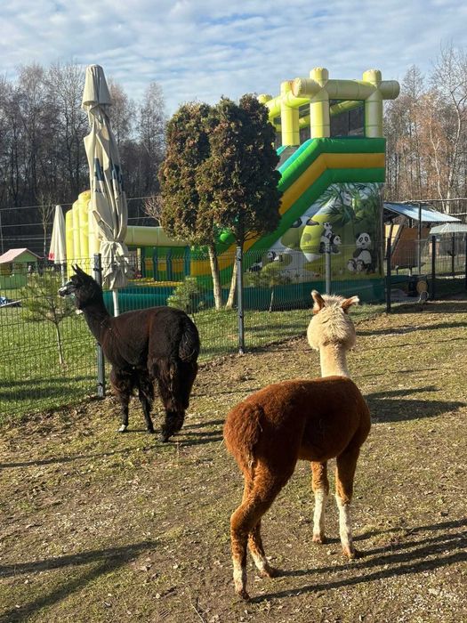 Sprzedam mini zoo koło Krakowa