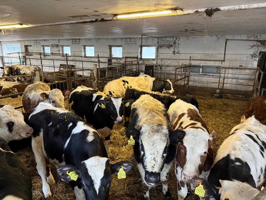 Byczki odsadki mieszańce hf