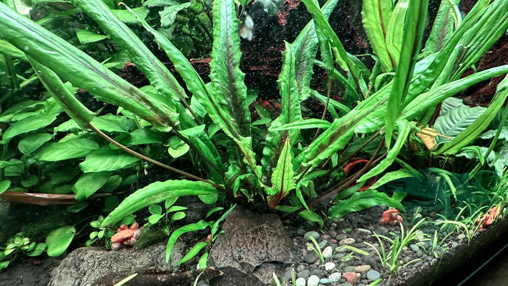 Kryptokoryna ok 30-35cm roślina do akwarium - zwartka, Cryptocoryne