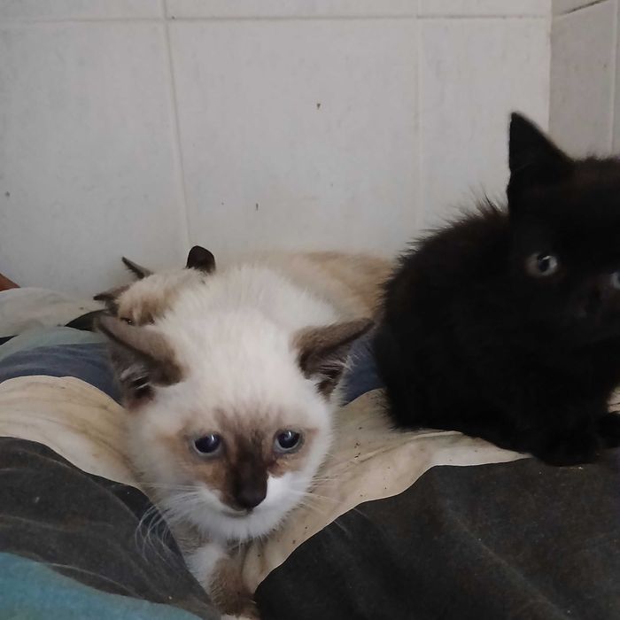Gatinhos para adoção responsável