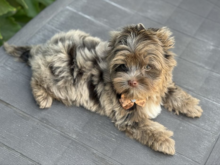 Йорк шокомерле хлопчик