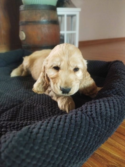 Cocker spaniel angielski suczka