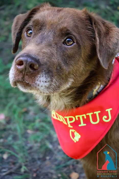 Cudowny Lagos - czekoladowe umaszczenie i serce pełne miłości