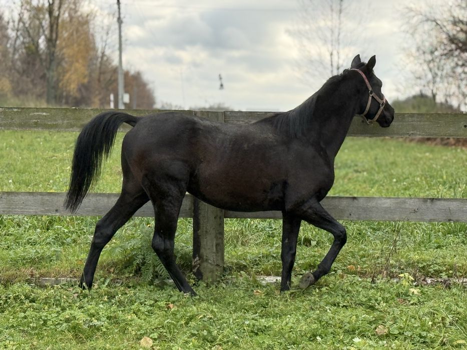 Ogier małopolski pilna srzedaż