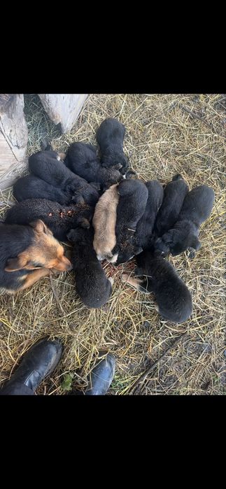 Цуцики 13 шт 1 місяць