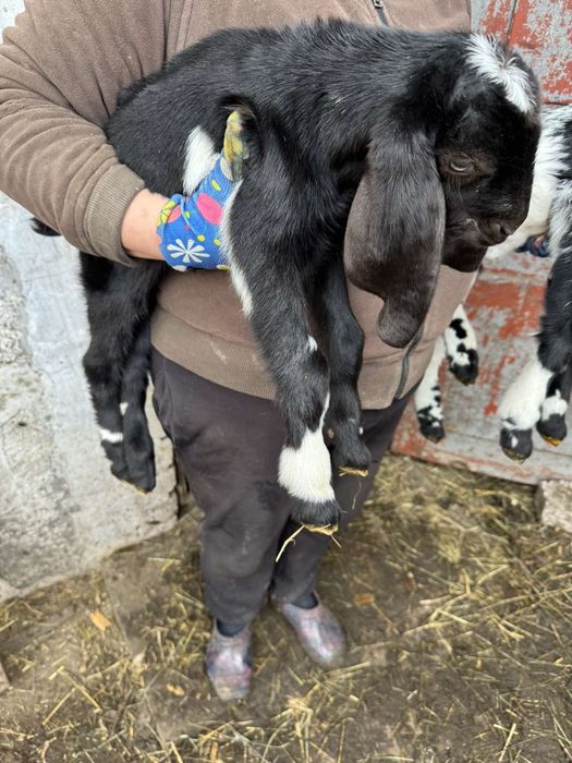 Продам  козенят % каморі