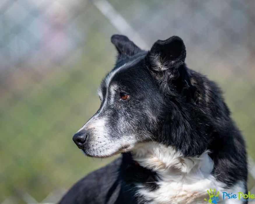 Uroczy grzeczny CASANOVA