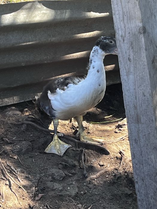 Patos machos a procura de novos donos