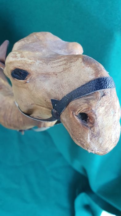 Верблюд   кожа большой