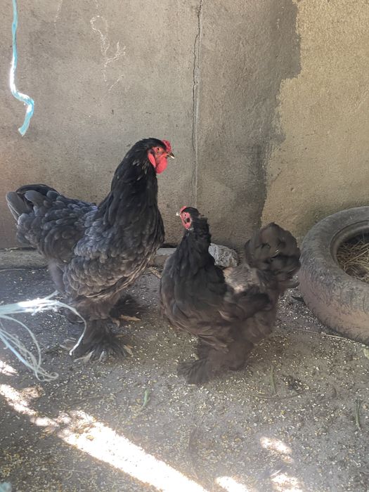 Casal de brahmas