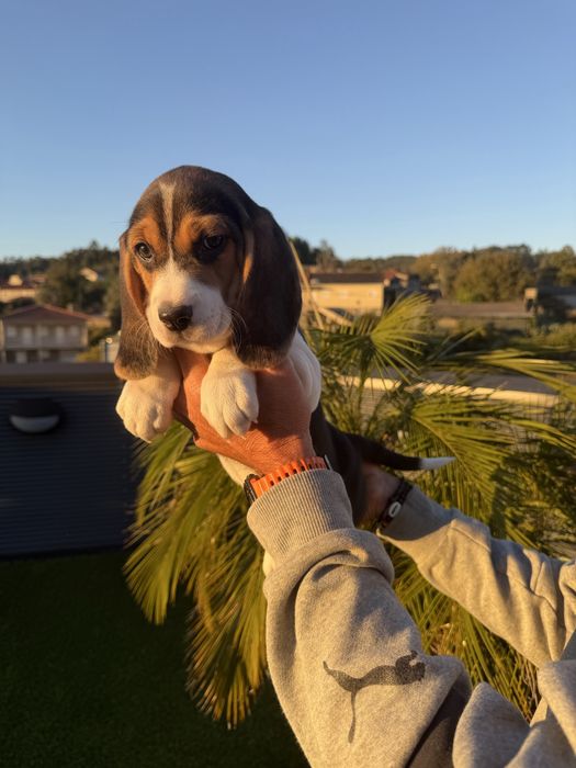Beagle menina top Arnoso (Santa Maria E Santa Eulália) E Sezures • OLX.pt