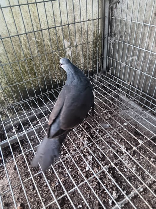 Pombo wonga 2026