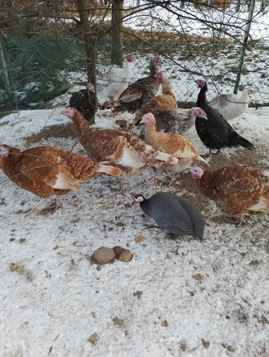 Jndyczki i jndory 2025