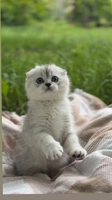 Породисті шотландські висловушки кошенятка котики срібна шиншила