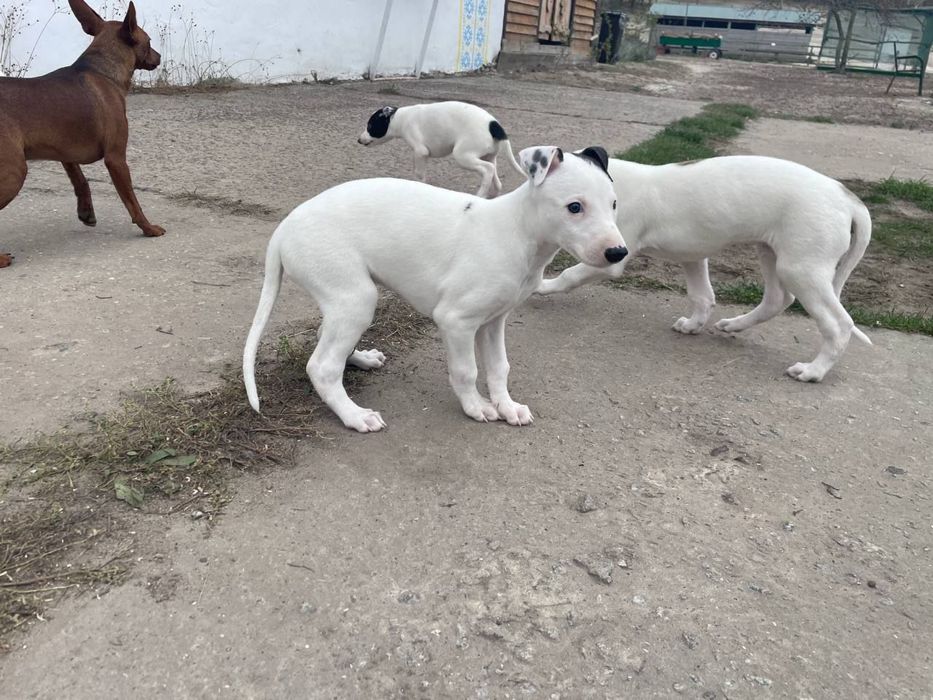 Цуценята грейхаунд