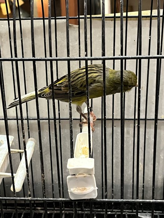 Canarios llarguet espanhol