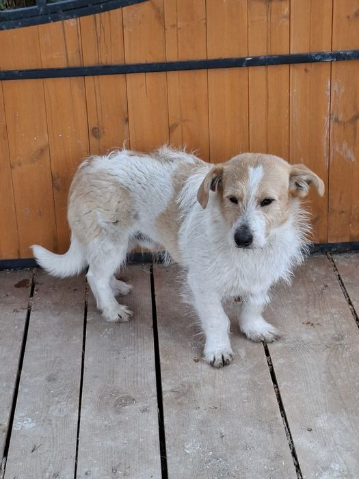 Pies do pilnej adopcji, piesek
