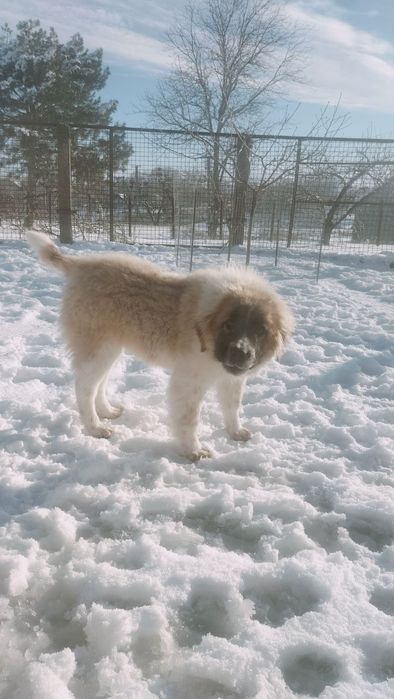 Дівчинка московської сторожової(одна)