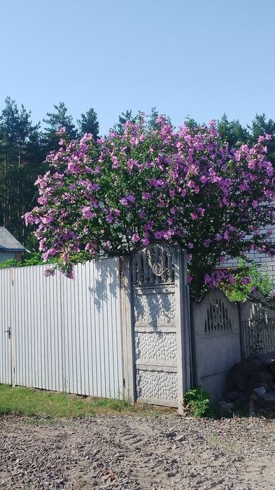 Півонії деревовидні, гібіскуси, лілейники, облепіха, самшит, міскантус