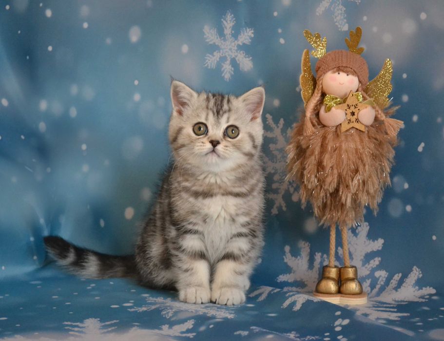 Скоттіш страйт кицуня