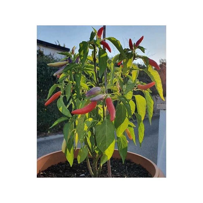 Malaguetas de todo o tipo