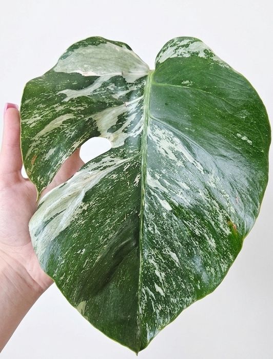 Monstera variegata